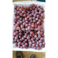 წითელი Seedless ყურძენი კვების